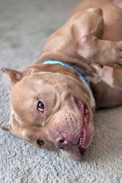 Enlarge Rocco , a ADOPTABLE mixed breed in Elizabethtown, PA image 2/6