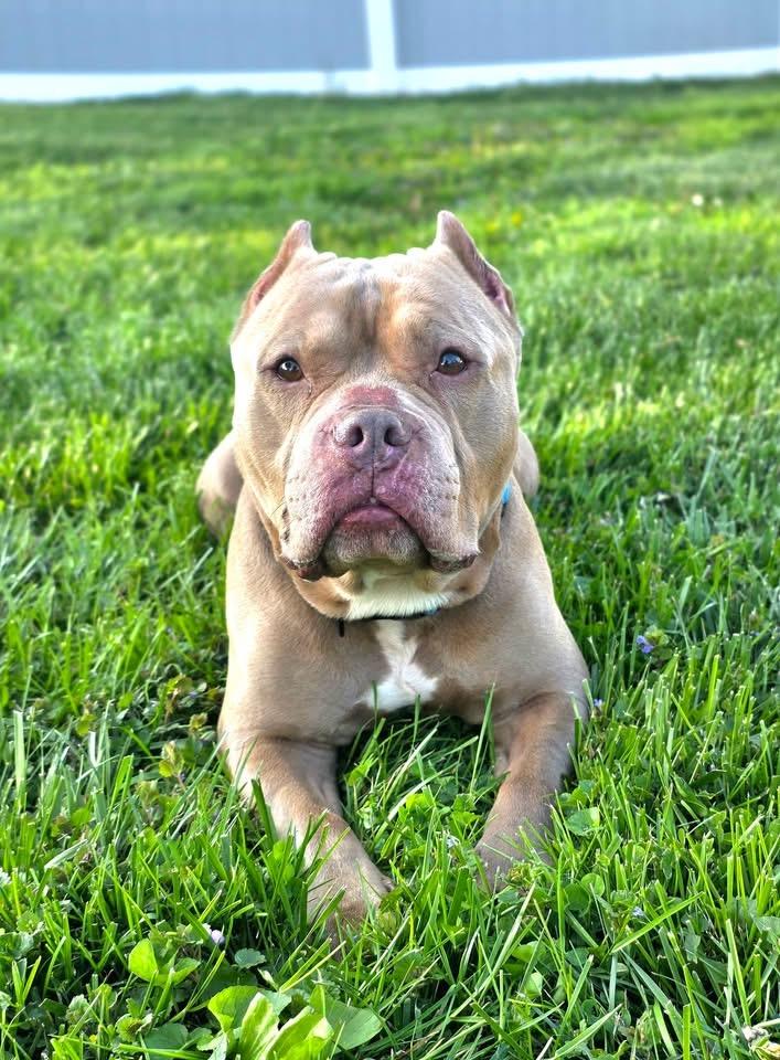 Enlarge Rocco , a ADOPTABLE mixed breed in Elizabethtown, PA image 5/6