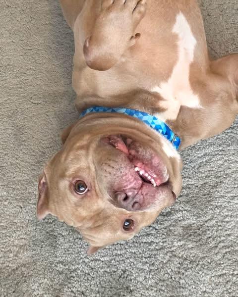Enlarge Rocco , a ADOPTABLE mixed breed in Elizabethtown, PA image 4/6