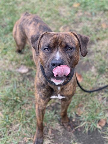 MR. SMEE, Adoptable, Young Male Pit Bull Terrier & Mixed Breed.
