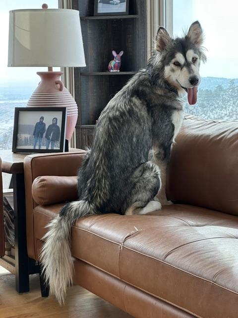 Freya, adoptable, Young Female Husky & Alaskan Malamute.