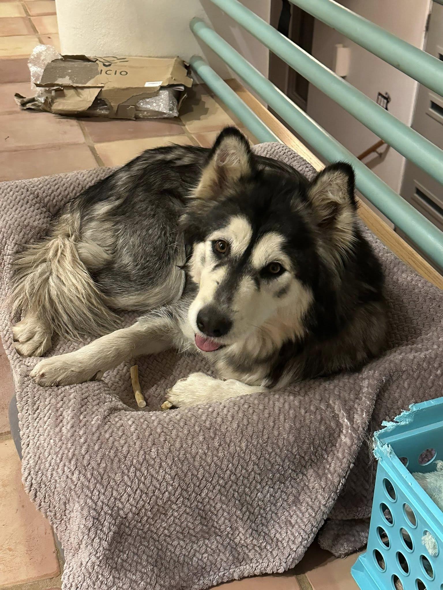 Enlarge Zoey, a ADOPTABLE mixed breed in Colorado Springs, CO image 1/6