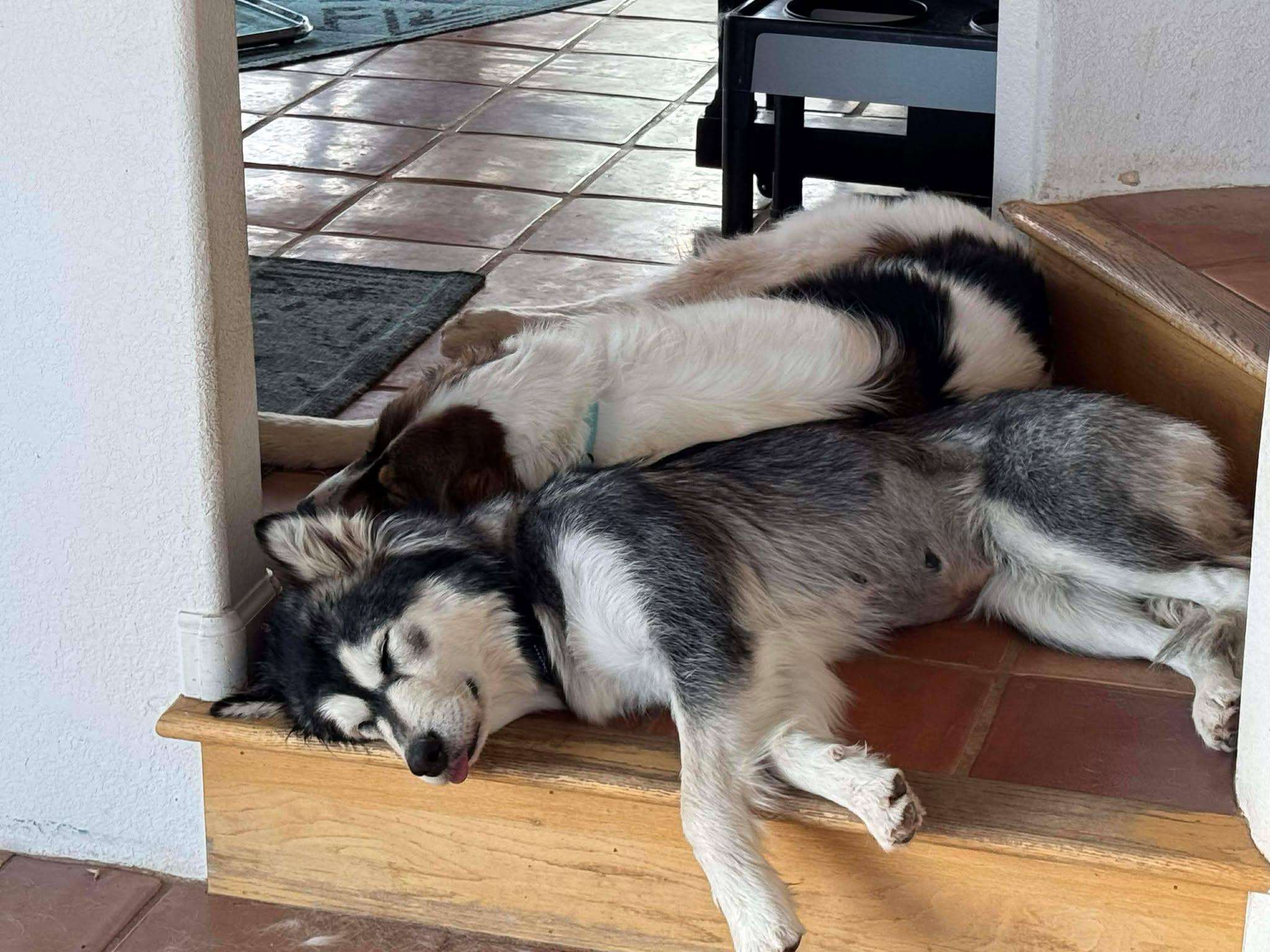 Enlarge Zoey, a ADOPTABLE mixed breed in Colorado Springs, CO image 3/6