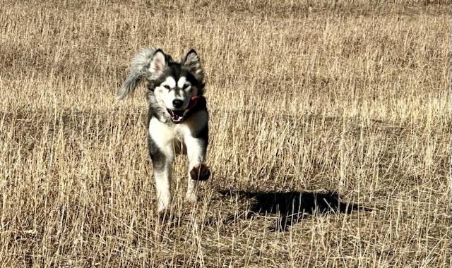 Freya, an adoptable mixed breed in Colorado Springs, CO image 2/5