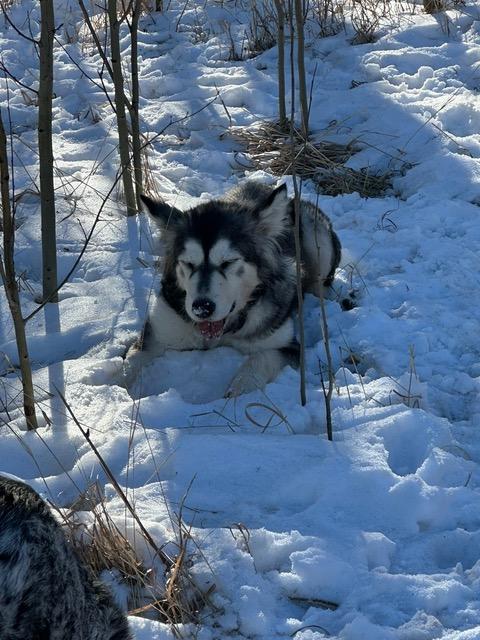 Freya, an adoptable mixed breed in Colorado Springs, CO image 5/5