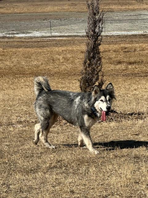 Freya, an adoptable mixed breed in Colorado Springs, CO image 3/5