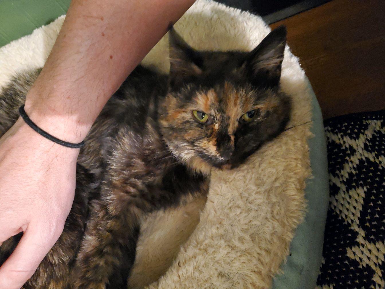 Fiona, Adoptable, Adult Female Domestic Short Hair.