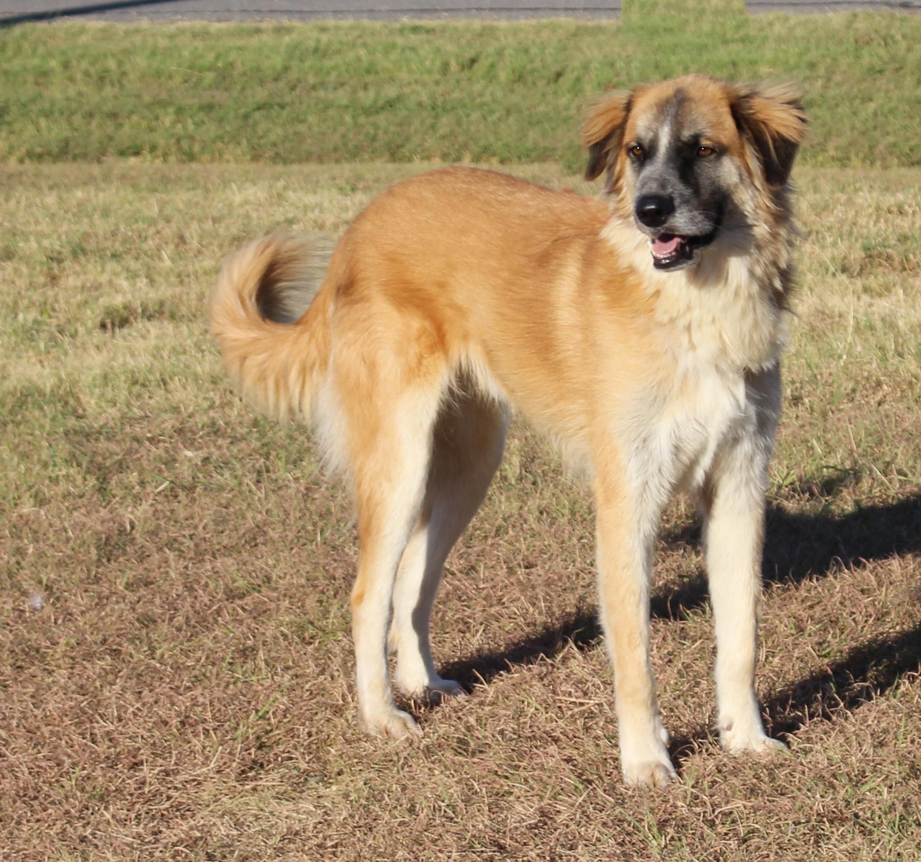 Enlarge Oakley - So cool he needs shades, a Adoptable mixed breed in Dix Hills, NY image 3/6
