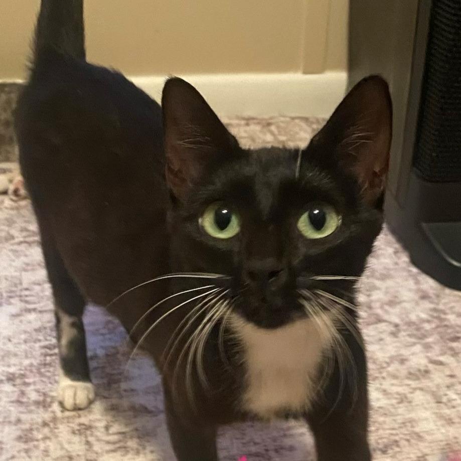 Katniss A26-165, Adoptable, Young Female Domestic Short Hair.