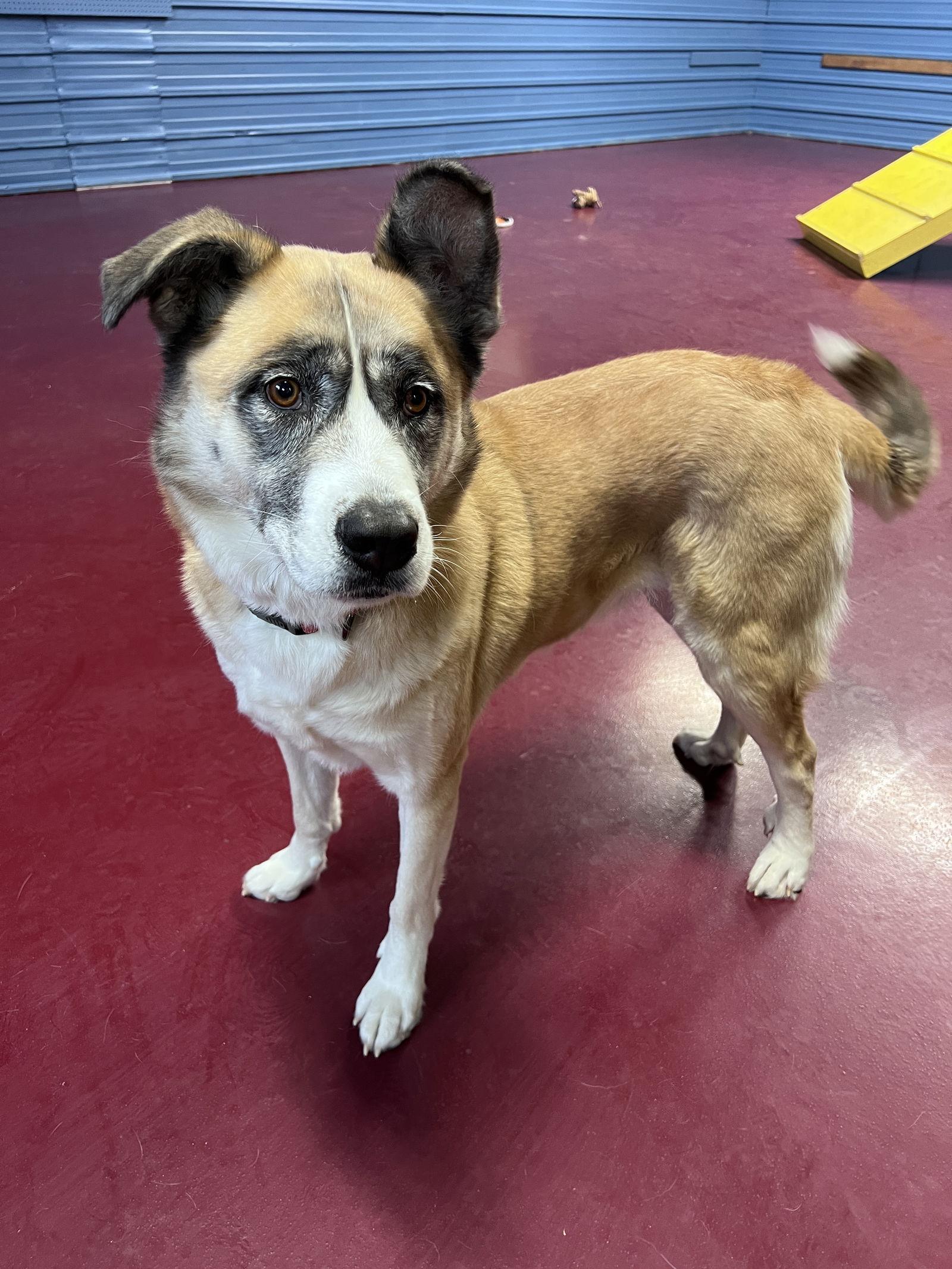 Zelda, a Adoptable mixed breed in Webster, WI image 1/6