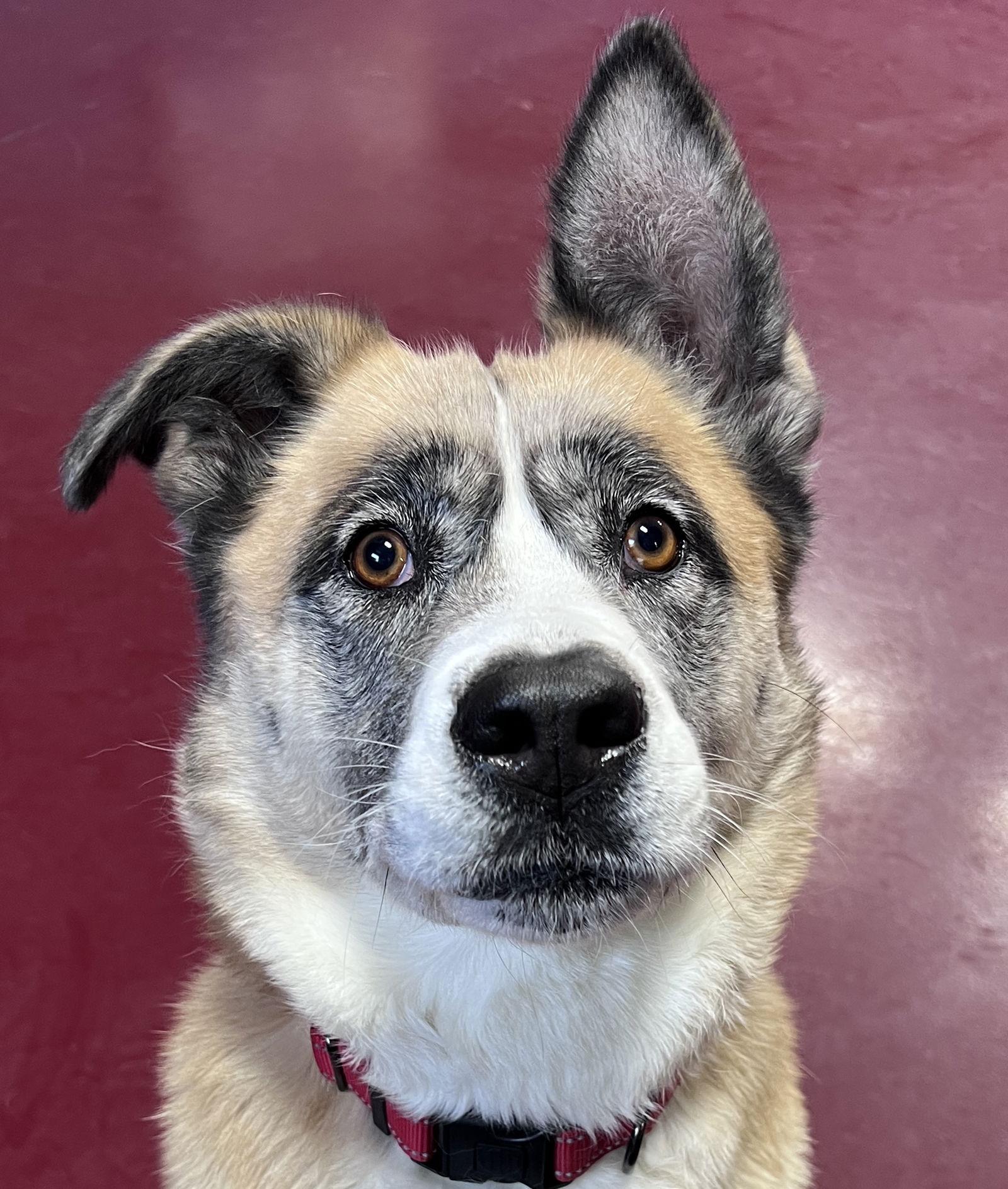 Zelda, a Adoptable mixed breed in Webster, WI image 4/6