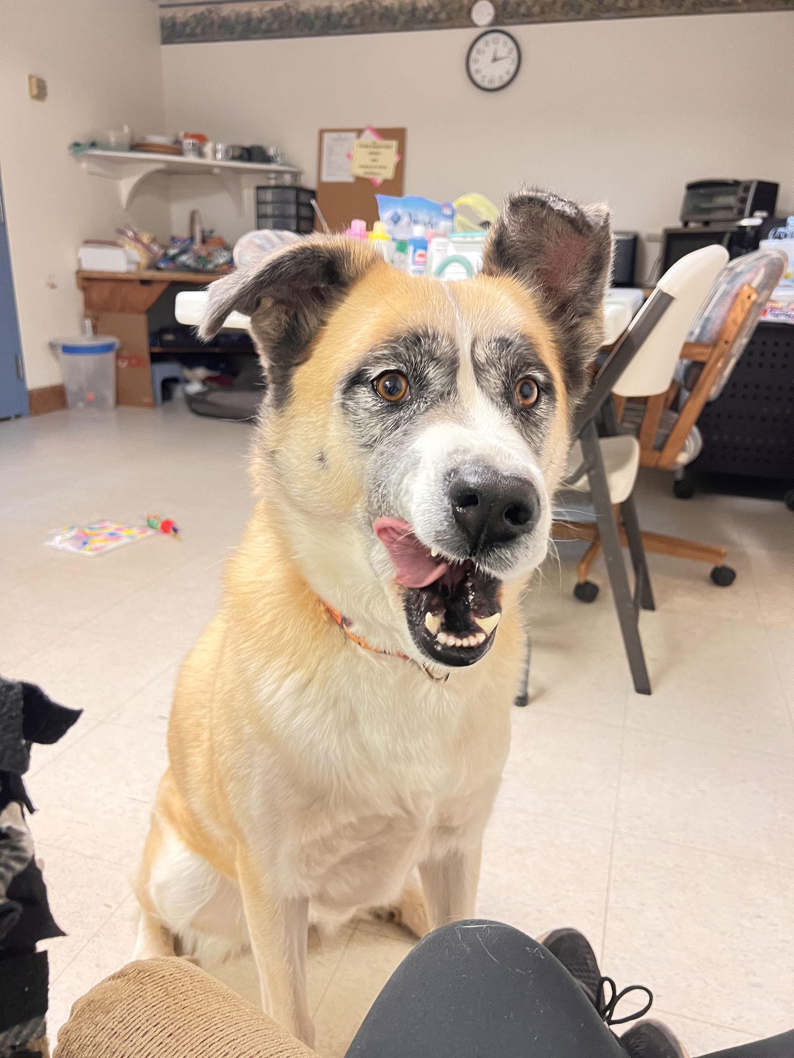 Zelda, Adoptable, Adult Female Shepherd.