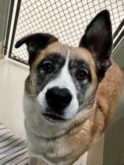 Enlarge Zelda, a Adoptable mixed breed in Webster, WI image 3/3