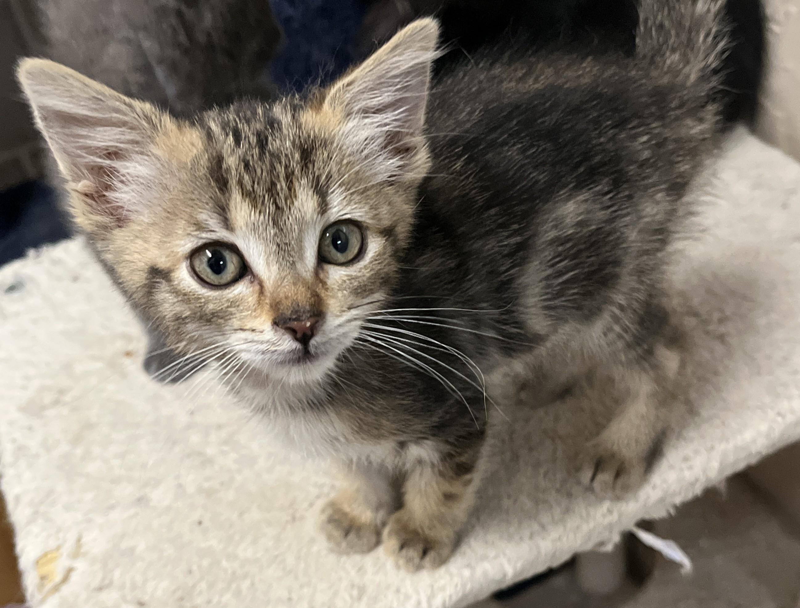 Olivia, an adopted Domestic Short Hair in Shingletown, CA image 1/3