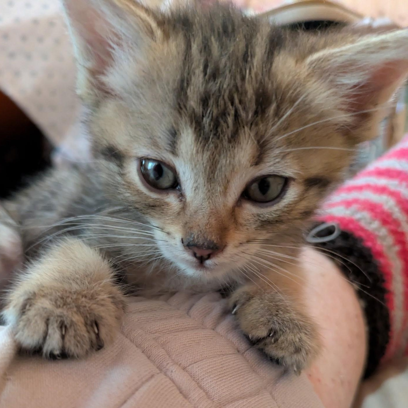 Olivia, an adopted Domestic Short Hair in Shingletown, CA image 2/3