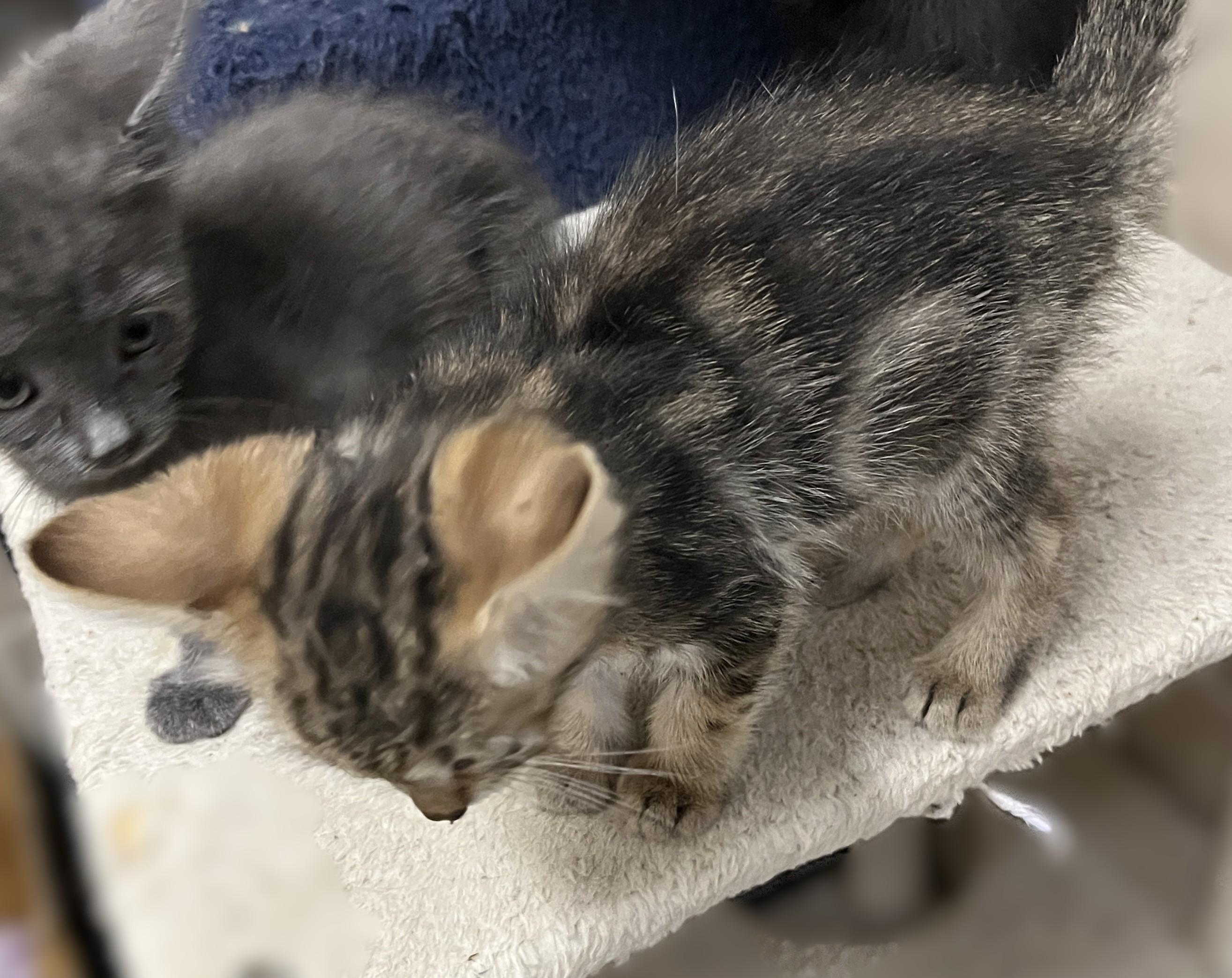 Olivia, an adopted Domestic Short Hair in Shingletown, CA image 3/3