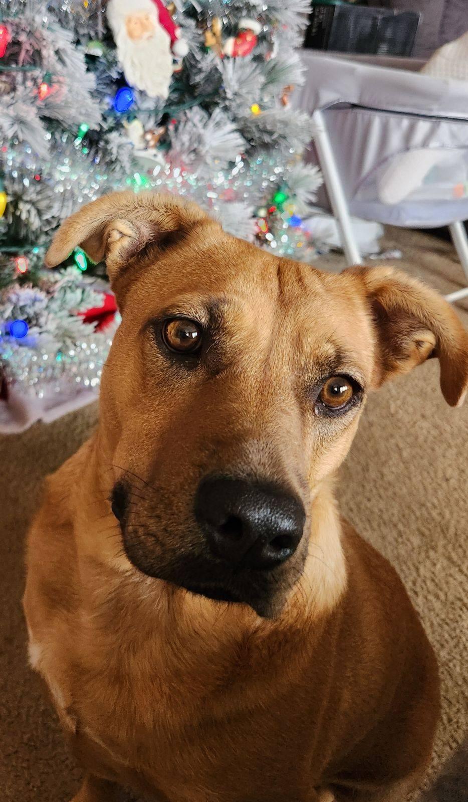 Heidi