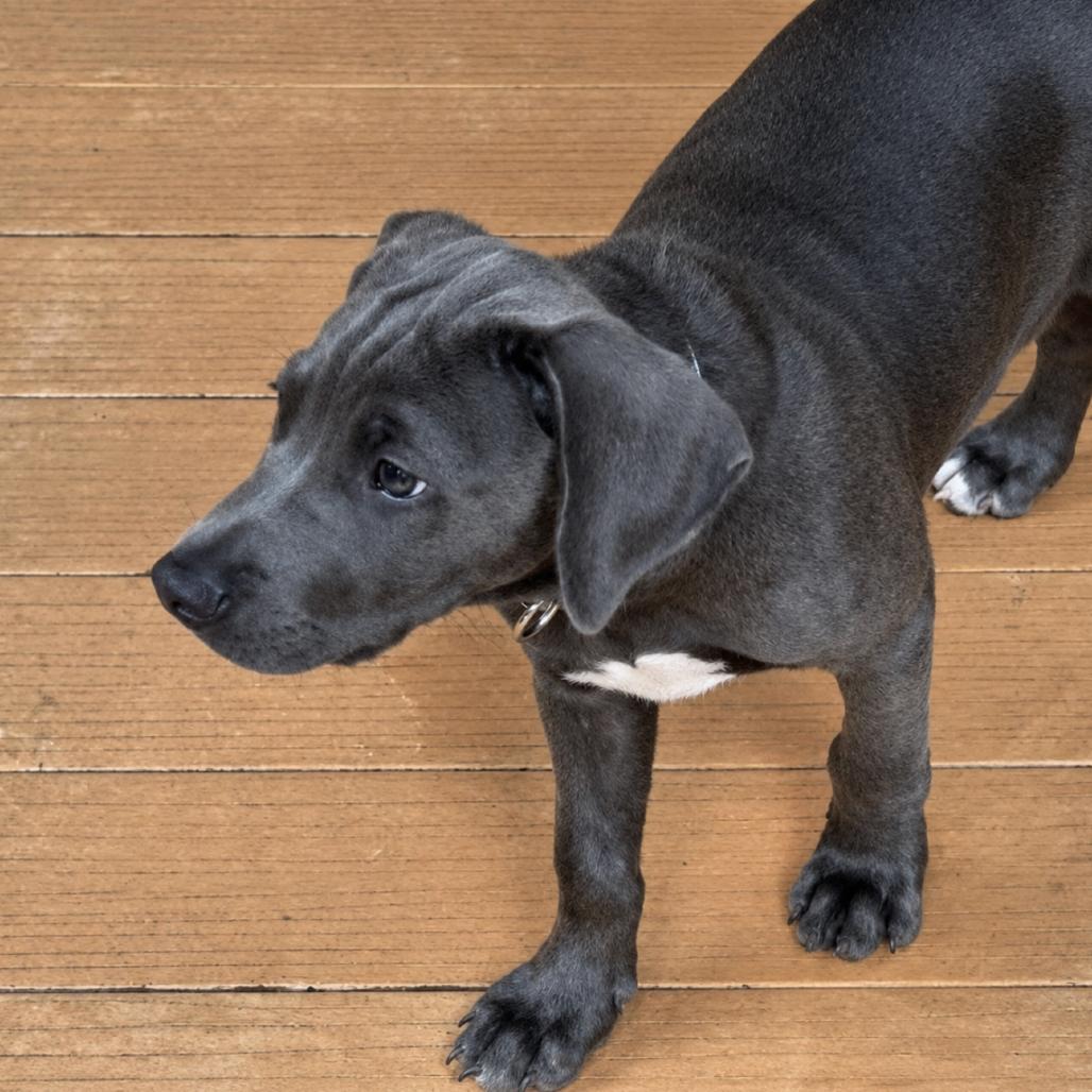 Enlarge Ripley, a Adoptable mixed breed in Rogersville, MO image 2/4