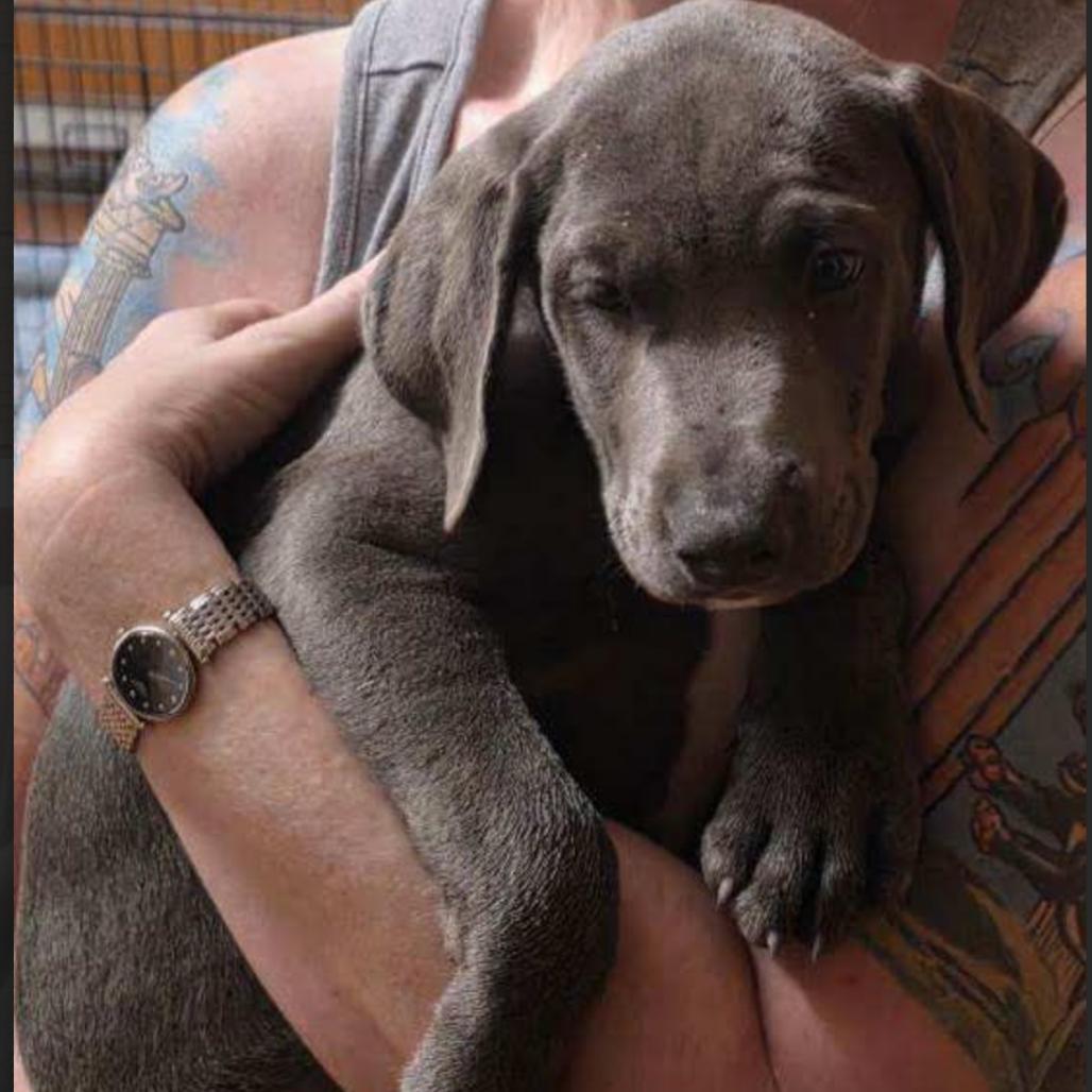 Enlarge Ripley, a Adoptable mixed breed in Rogersville, MO image 3/4