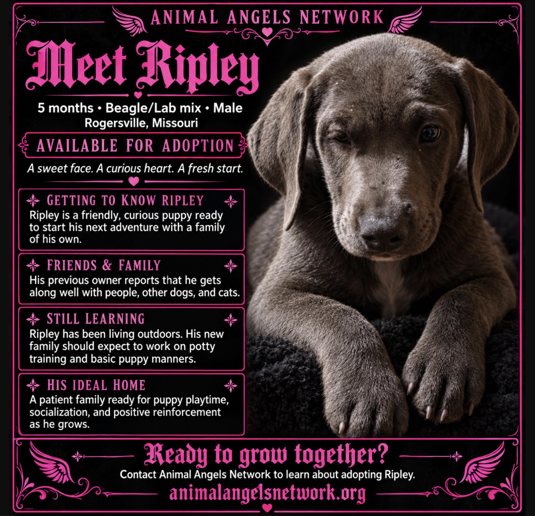 Ripley, Adoptable, Puppy Male Beagle & Labrador Retriever.