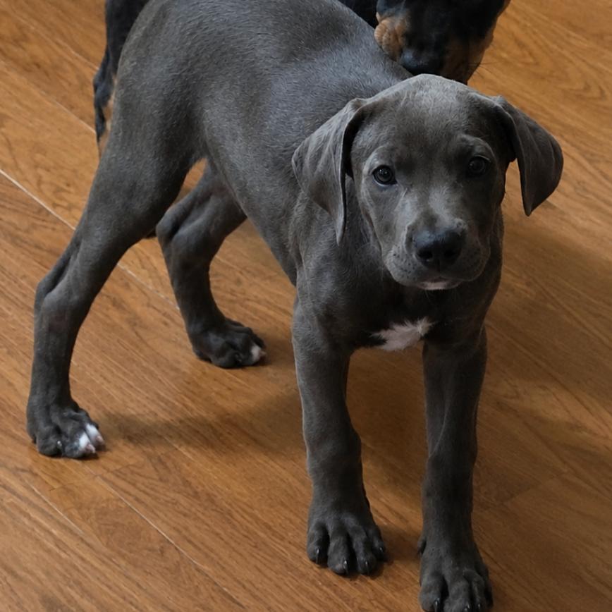 Enlarge Ripley, a Adoptable mixed breed in Rogersville, MO image 4/4