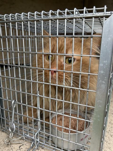 GOOCH, Adoptable, Adult Male Domestic Long Hair.