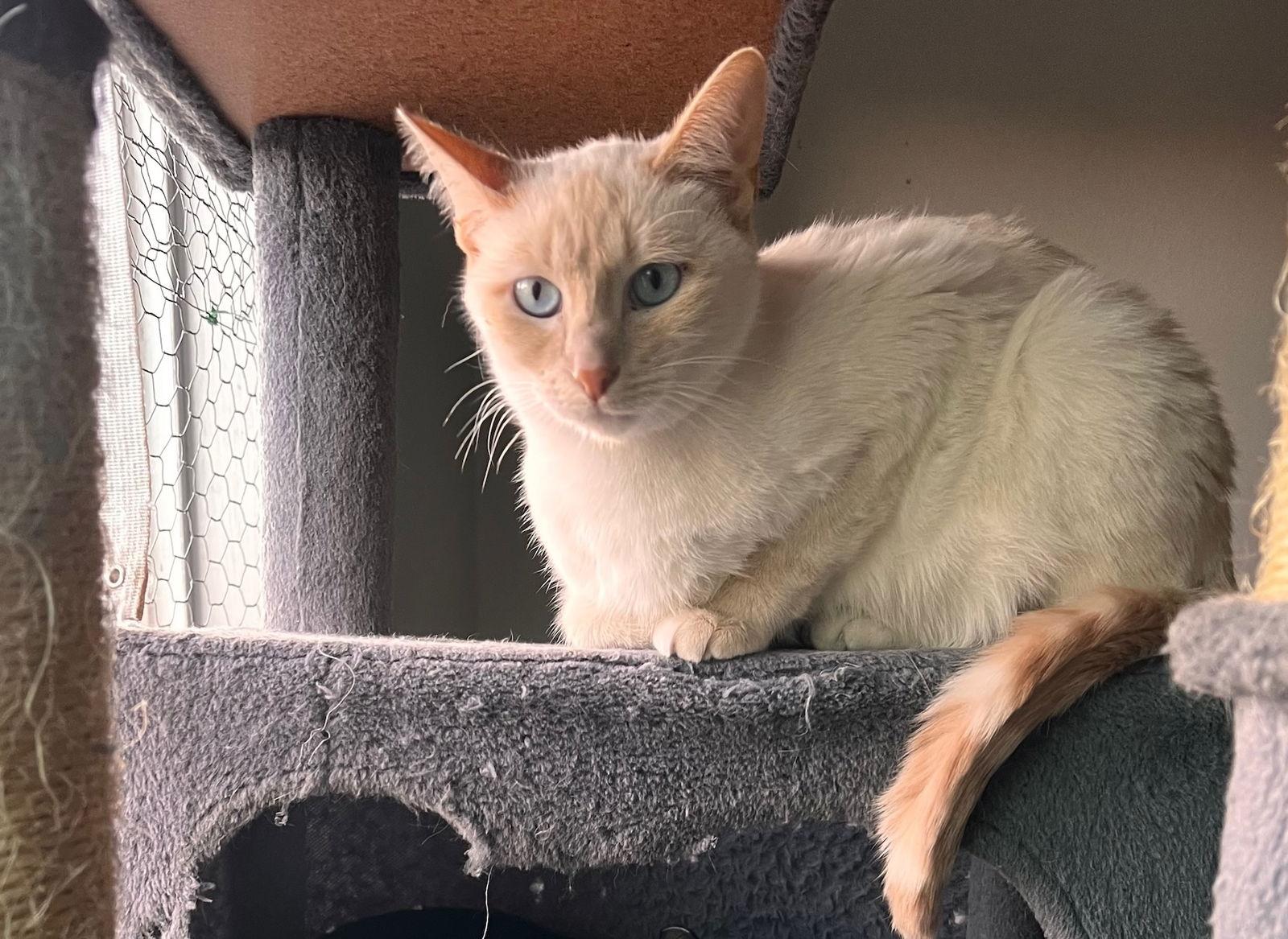 Enlarge Lucky (& Miesha), a Adoptable Domestic Short Hair in Castro Valley, CA image 2/3