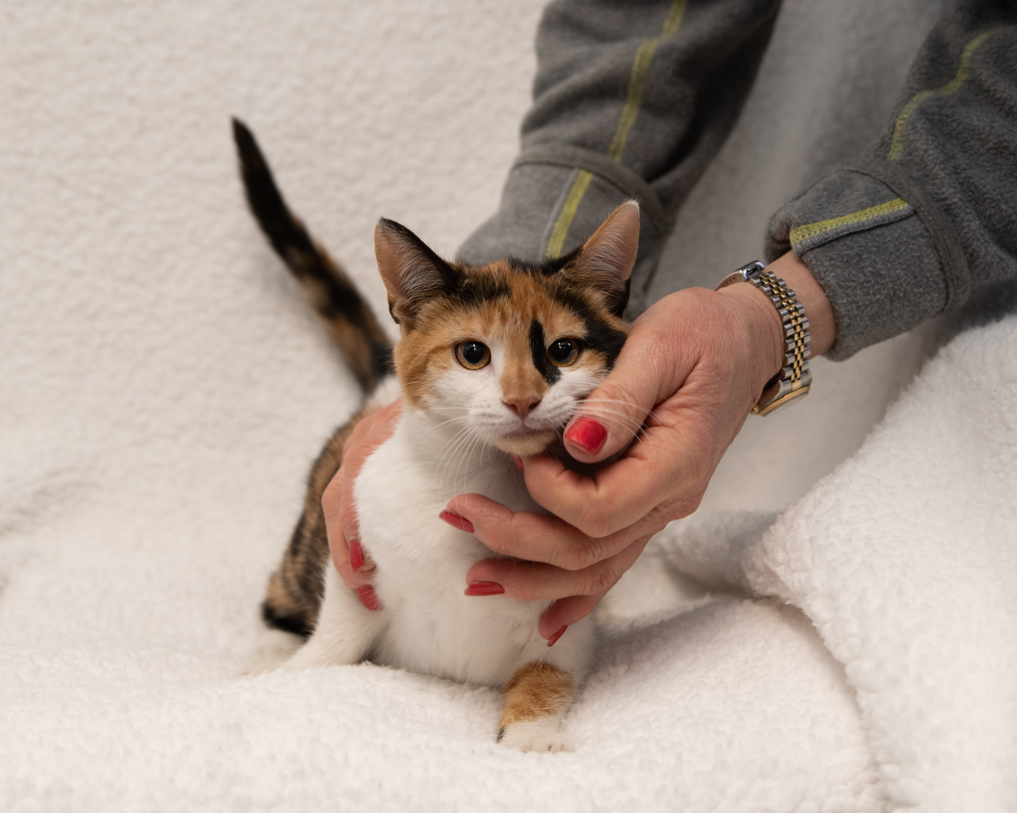 Pocahontas, a Adoptable Calico in Manchester, MI image 1/2
