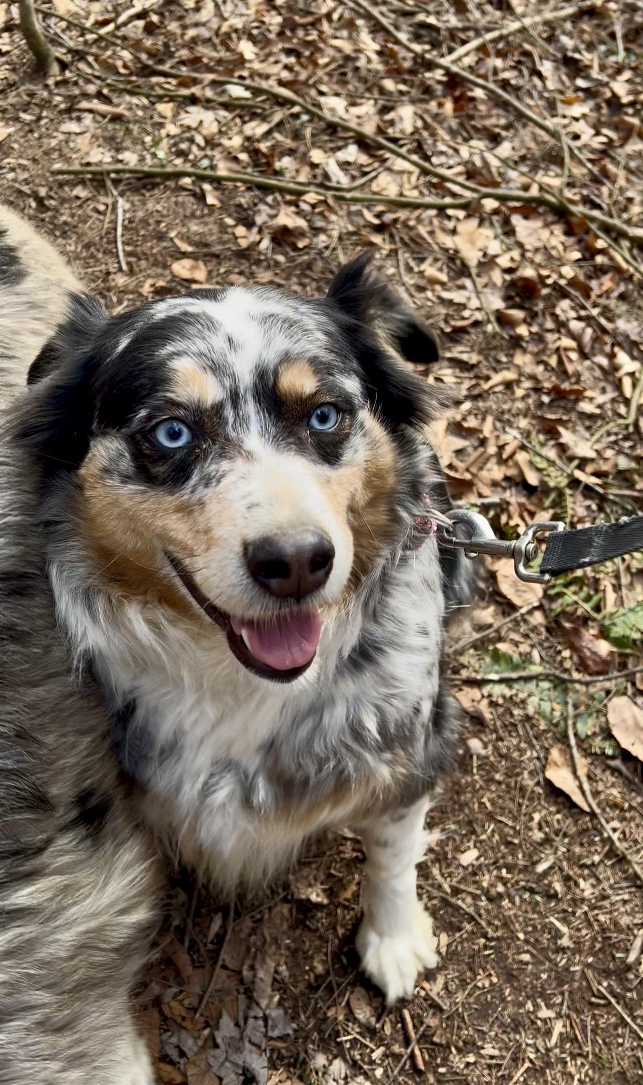 Enlarge RACHEL, an adopted Australian Shepherd in Millerstown, PA image 3/6