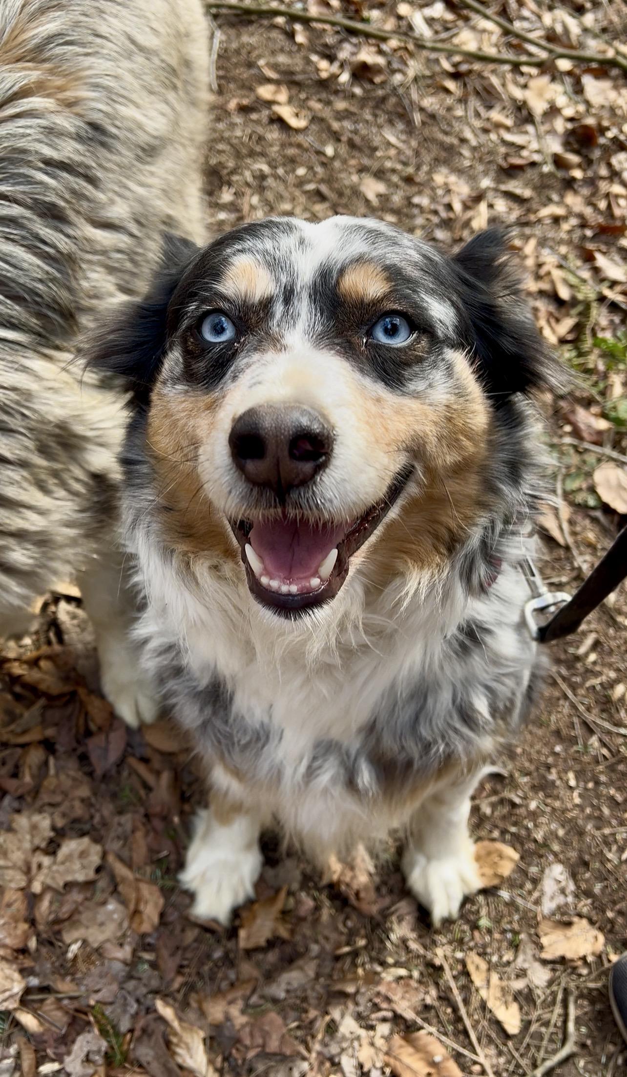 Enlarge RACHEL, an adopted Australian Shepherd in Millerstown, PA image 2/6