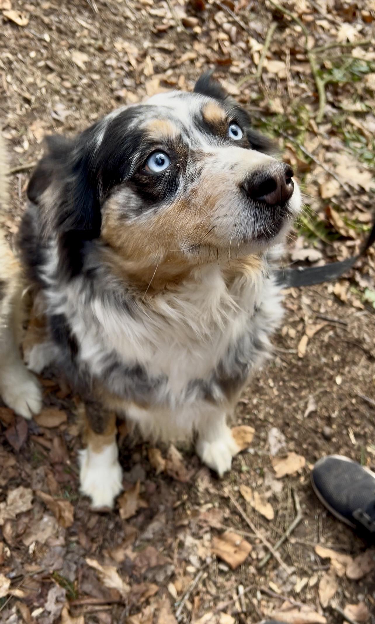 Enlarge RACHEL, an adopted Australian Shepherd in Millerstown, PA image 4/6
