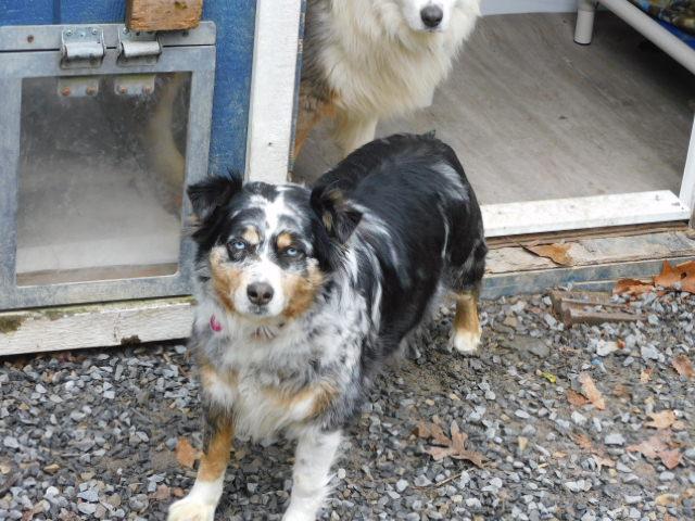 Enlarge RACHEL, an adopted Australian Shepherd in Millerstown, PA image 6/6