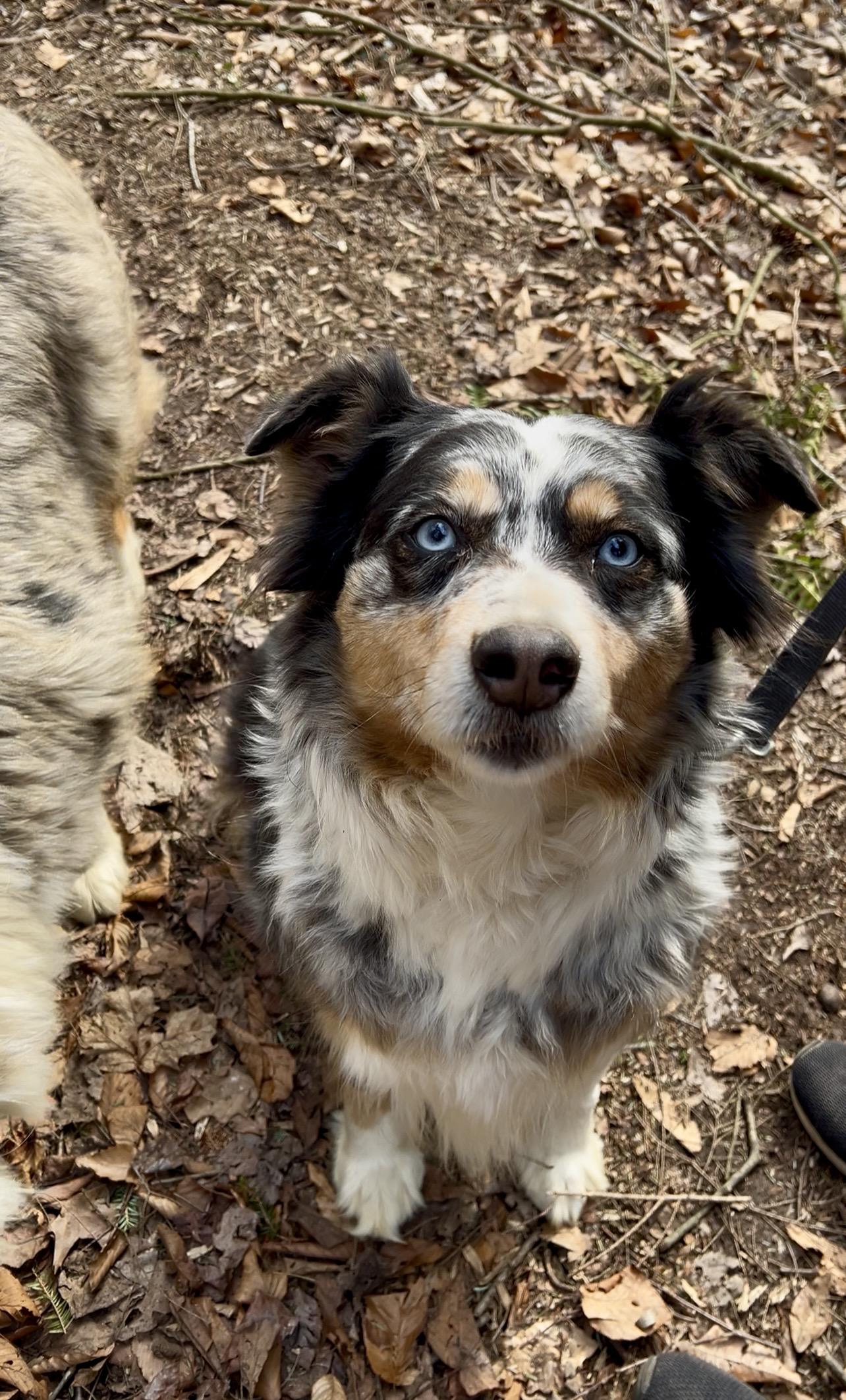 Enlarge RACHEL, an adopted Australian Shepherd in Millerstown, PA image 1/6
