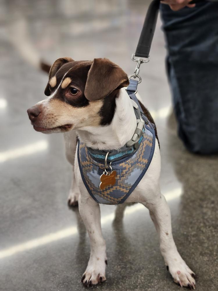Flavio, Adoptable, Young Male Rat Terrier & Dachshund.