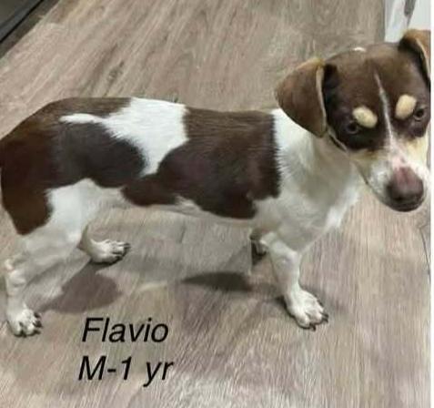Flavio, Adoptable, Young Male Rat Terrier.