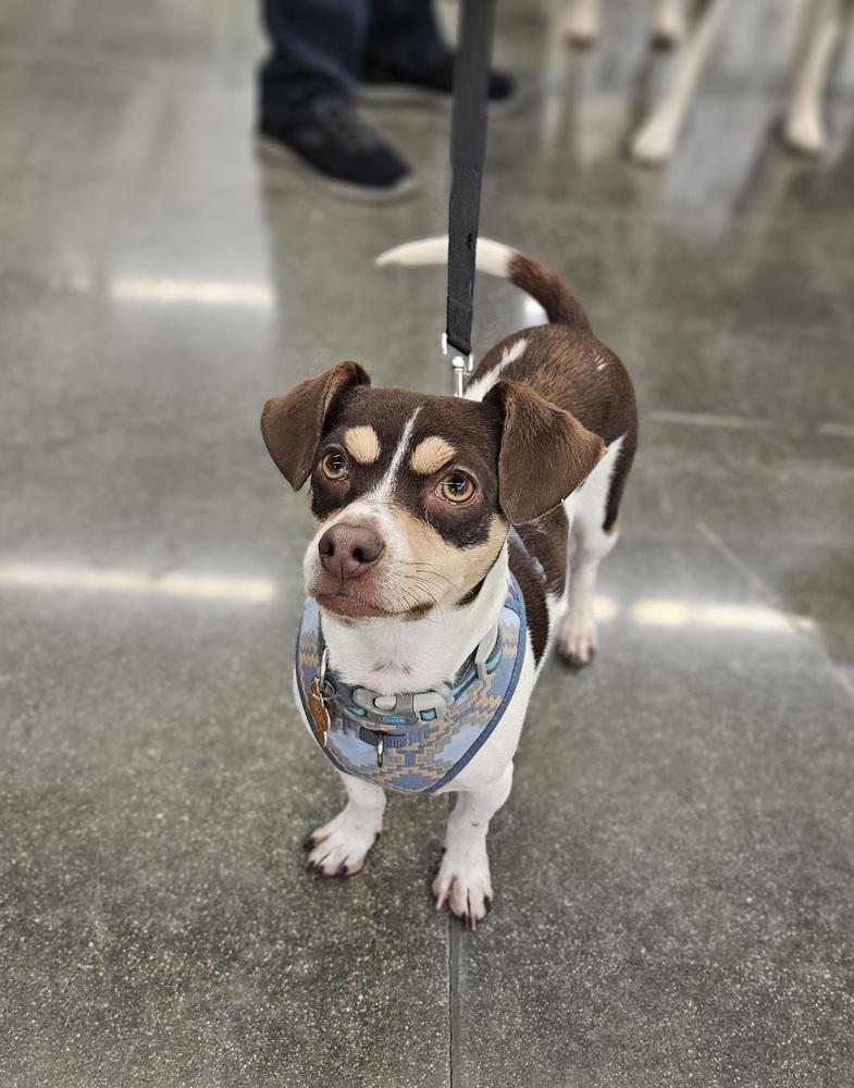 Enlarge Flavio, a Adoptable mixed breed in Waunakee, WI image 2/6