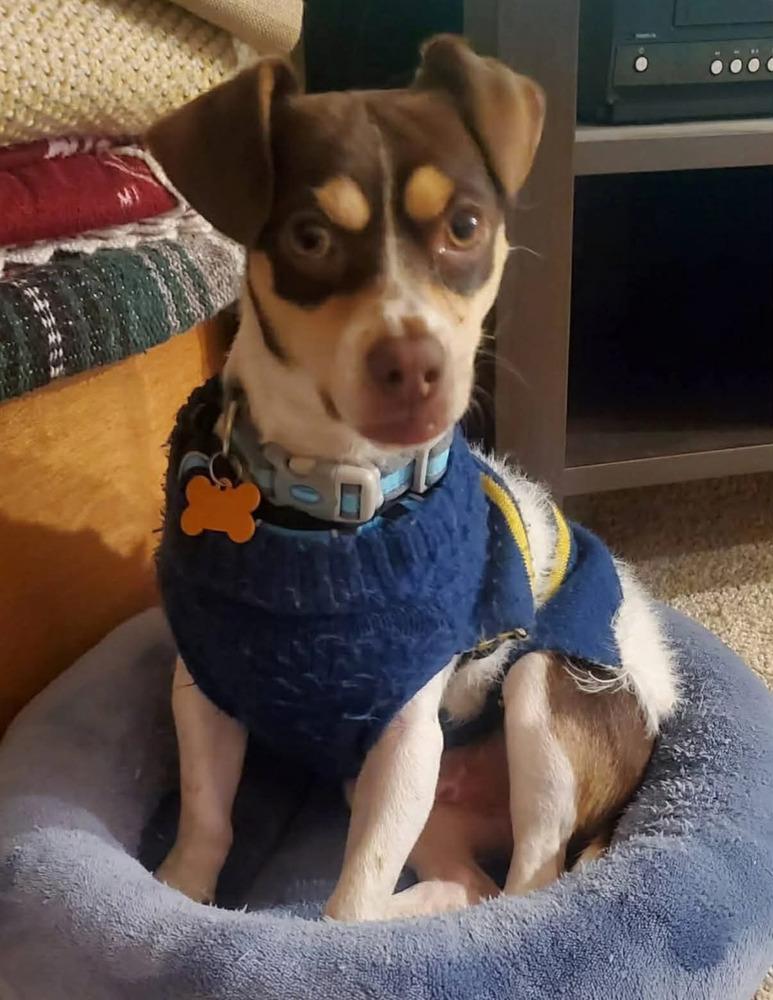 Enlarge Flavio, a Adoptable mixed breed in Waunakee, WI image 3/6