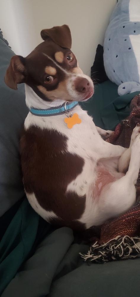 Enlarge Flavio, a Adoptable mixed breed in Waunakee, WI image 5/6