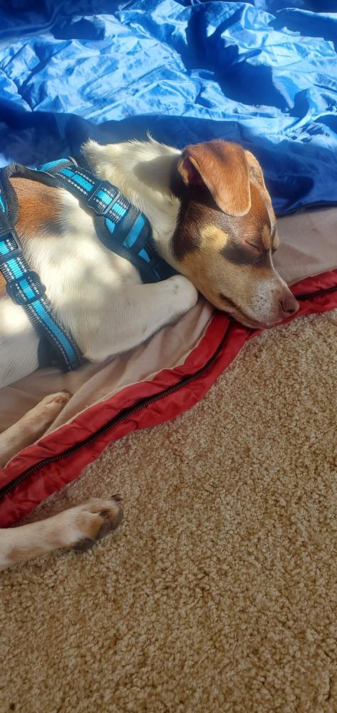 Enlarge Flavio, a Adoptable mixed breed in Waunakee, WI image 2/6