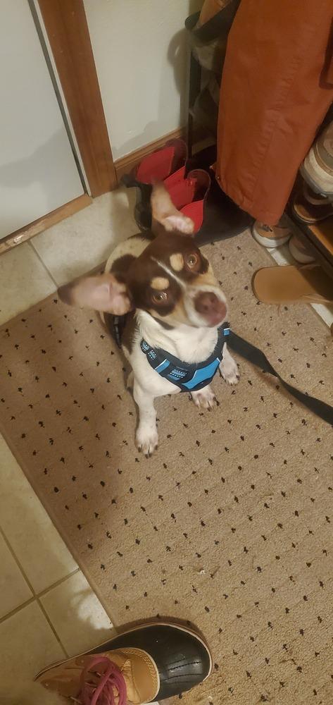 Enlarge Flavio, a Adoptable mixed breed in Waunakee, WI image 3/6