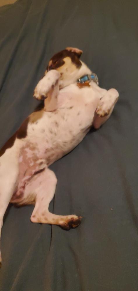 Enlarge Flavio, a Adoptable mixed breed in Waunakee, WI image 4/6