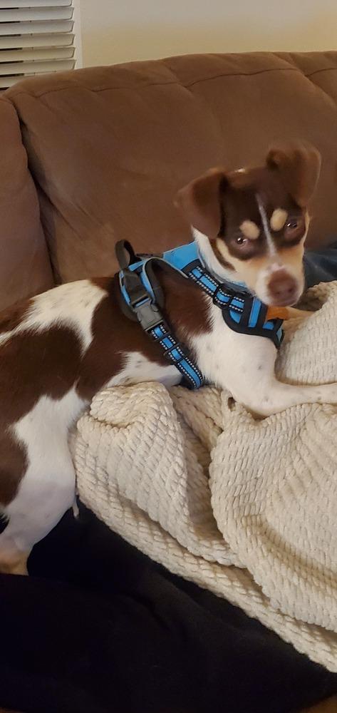 Enlarge Flavio, a Adoptable mixed breed in Waunakee, WI image 5/6