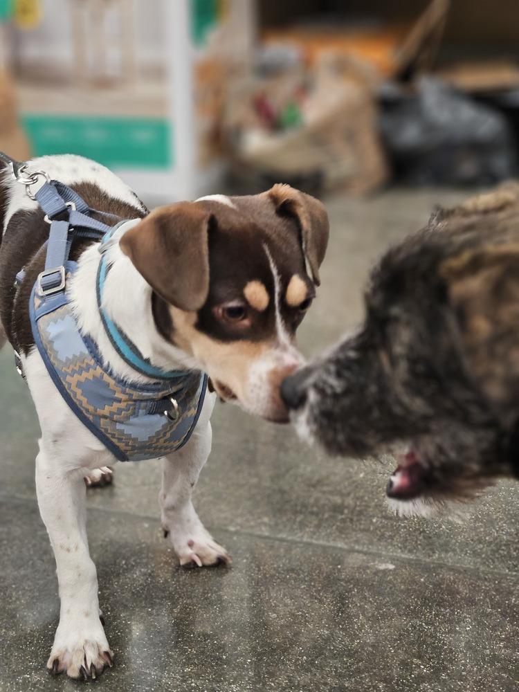 Enlarge Flavio, a Adoptable mixed breed in Waunakee, WI image 6/6