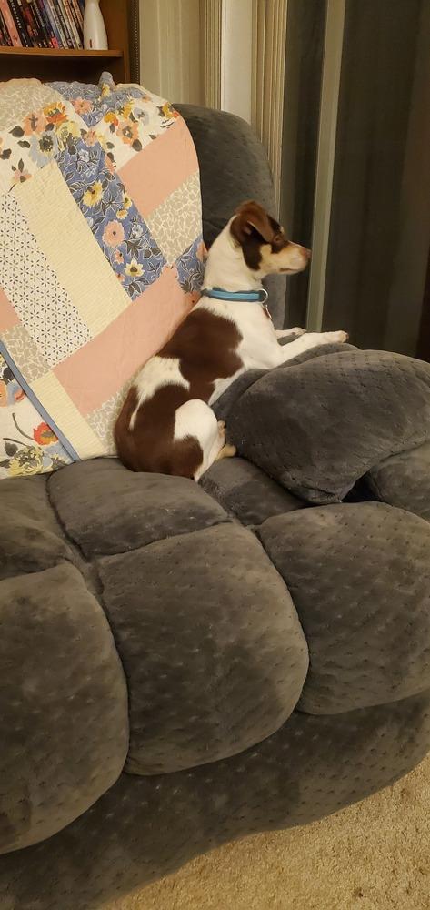 Enlarge Flavio, a Adoptable mixed breed in Waunakee, WI image 6/6