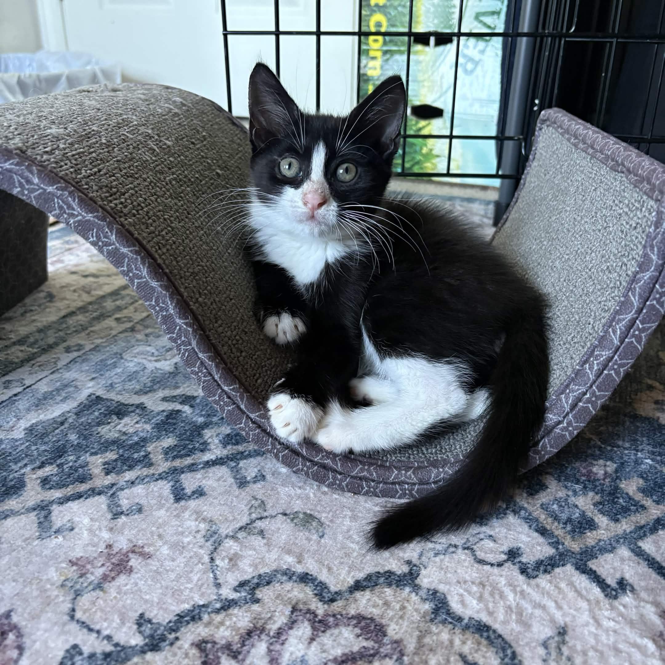Enlarge Splash, Storm, Tempest, Skiff, Misty, Mizu (The Flood Litter) - Available end of Sept, a Adoptable Domestic Short Hair in Weehawken, NJ image 3/5