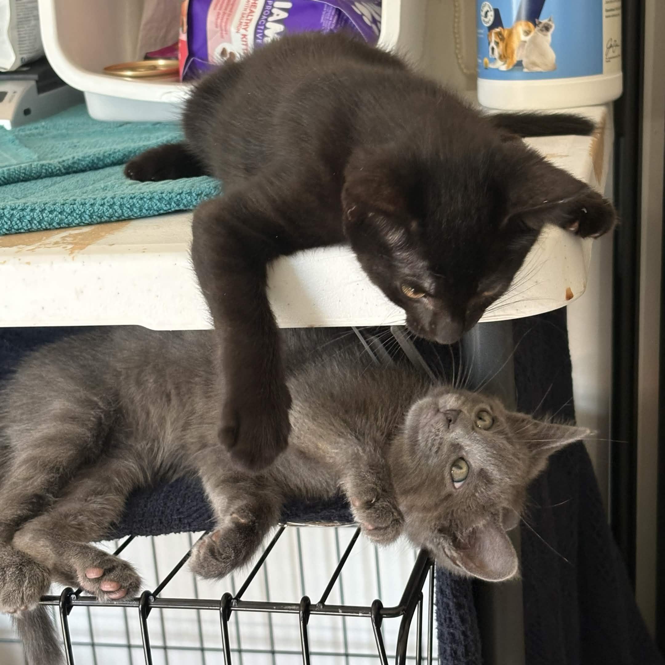 Enlarge Splash, Storm, Tempest, Skiff, Misty, Mizu (The Flood Litter) - Available end of Sept, a Adoptable Domestic Short Hair in Weehawken, NJ image 2/5