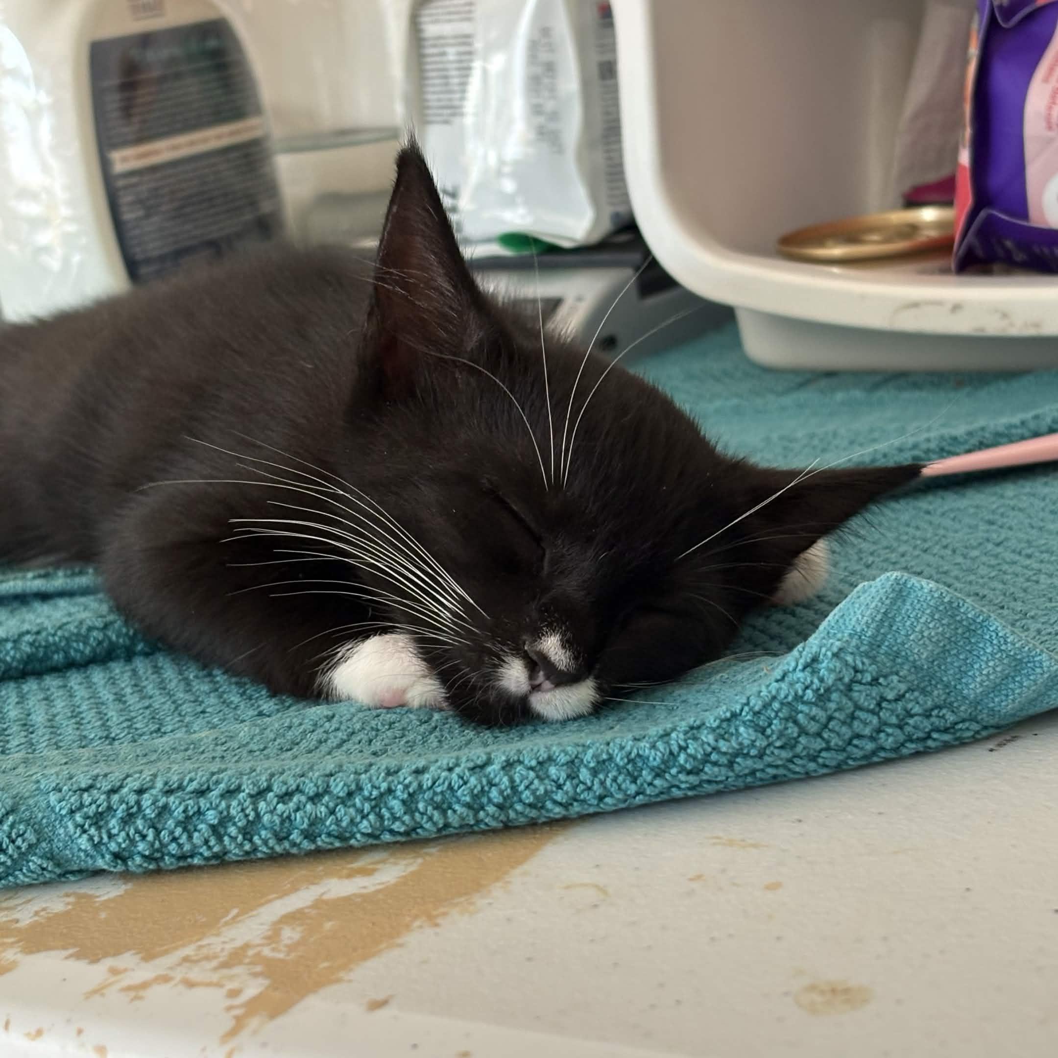 Enlarge Splash, Storm, Tempest, Skiff, Misty, Mizu (The Flood Litter) - Available end of Sept, a Adoptable Domestic Short Hair in Weehawken, NJ image 5/5