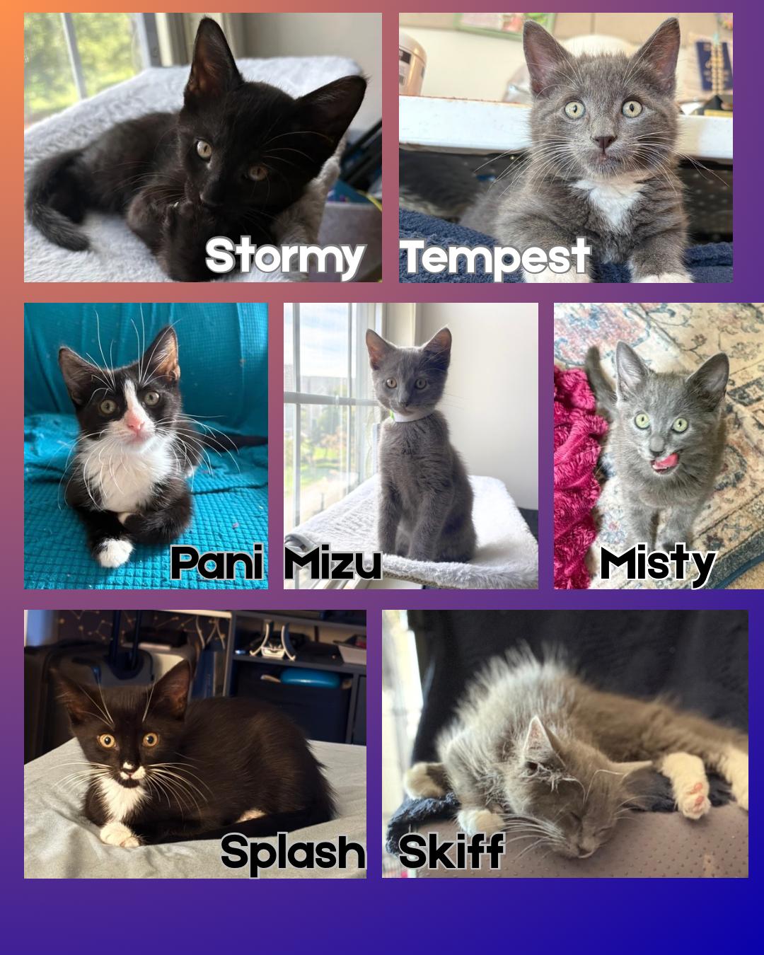 Splash, Storm, Tempest, Skiff, Misty, Mizu (The Flood Litter) - Available end of Sept, Adoptable, Kitten Female Domestic Short Hair.
