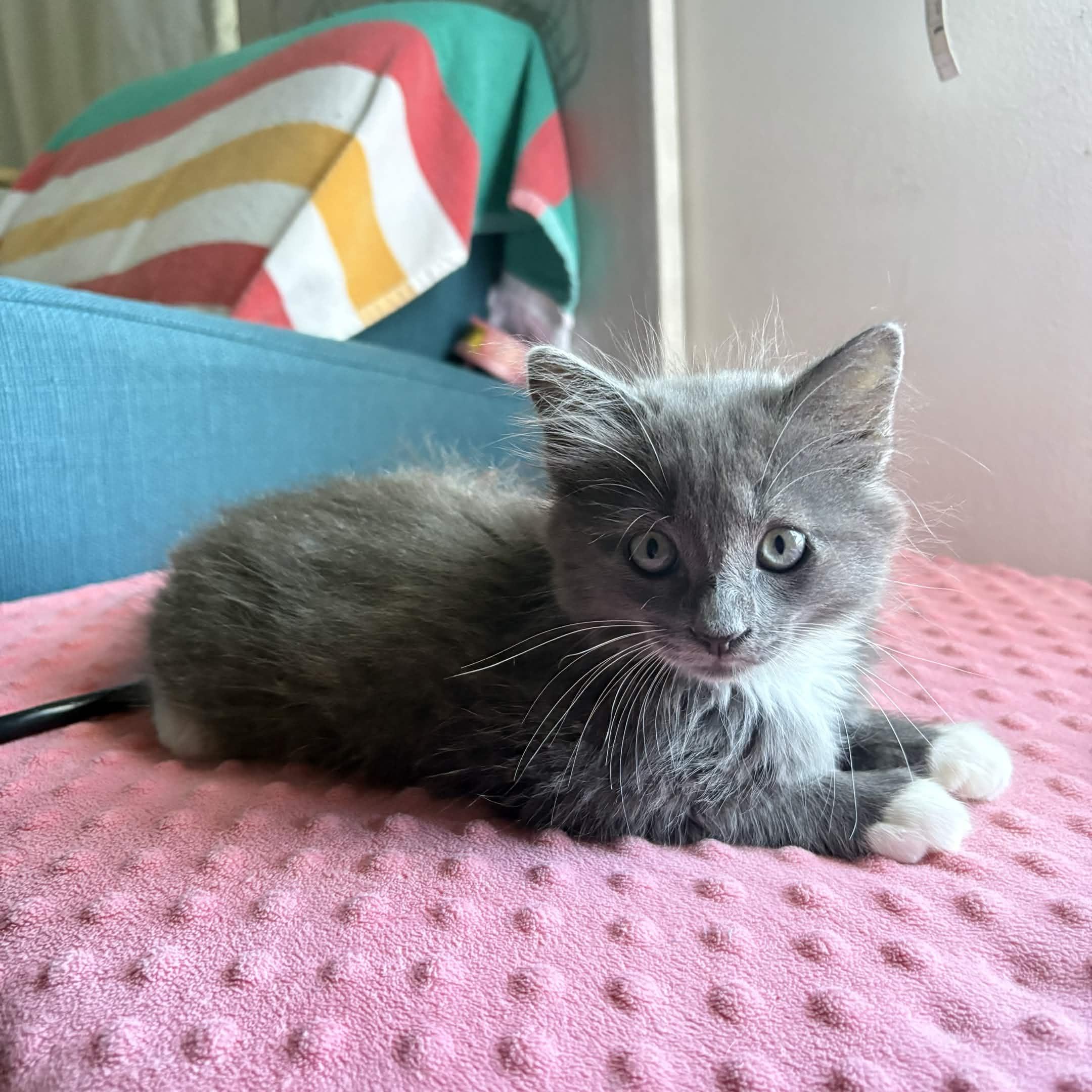 Enlarge Splash, Storm, Tempest, Skiff, Misty, Mizu (The Flood Litter) - Available end of Sept, a Adoptable Domestic Short Hair in Weehawken, NJ image 4/5