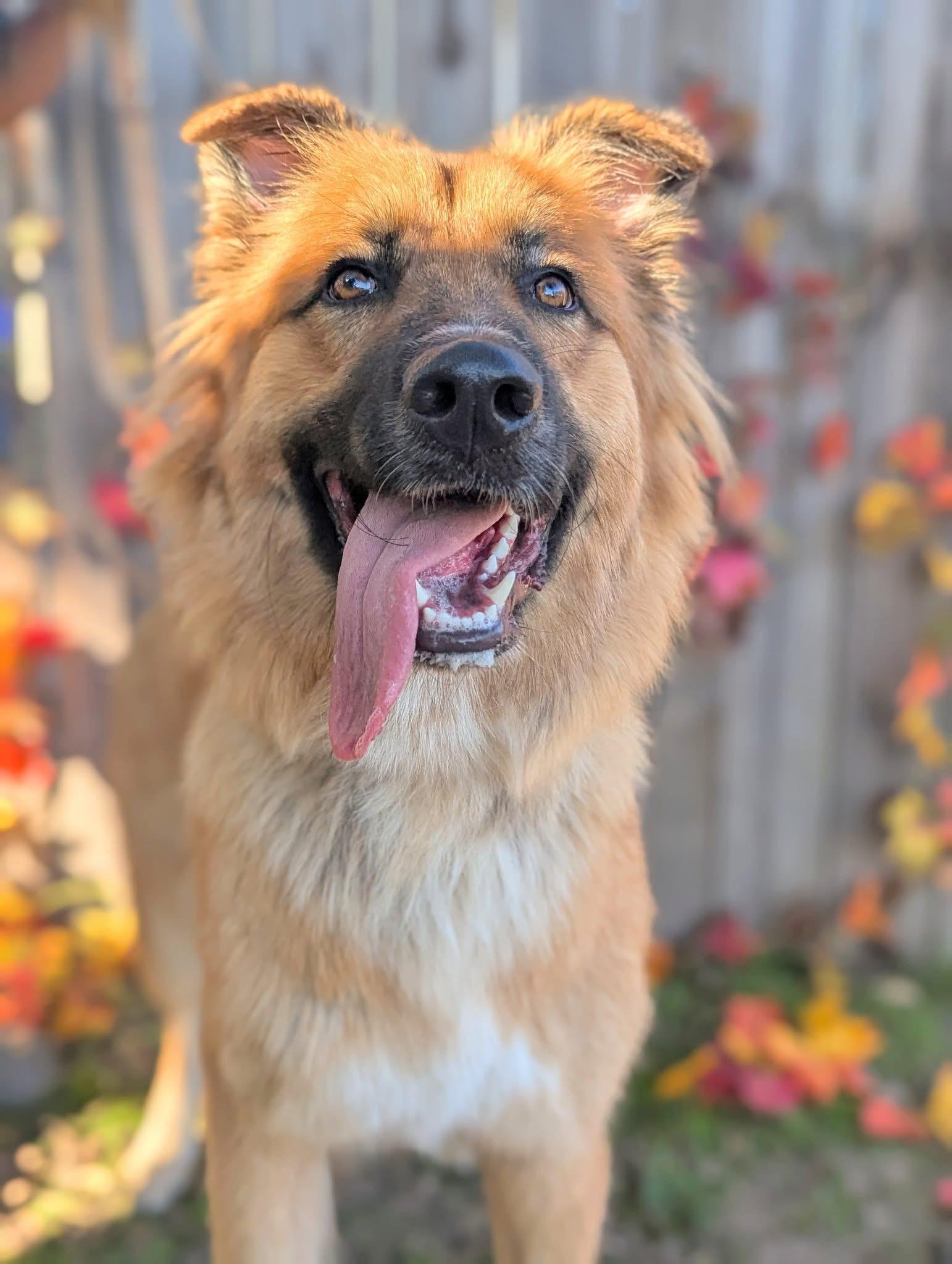 Enlarge Noel, a Adoptable mixed breed in Mendham, NJ image 2/4